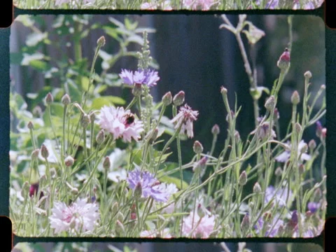 Bee collecting nectar from Flower Stock Footage 266279347