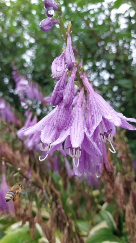 Bee collecting nectar from a flower Stock Footage 302943345