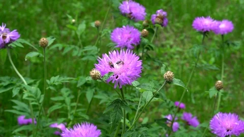 Bee collecting nectar on a flower Stock Footage 311936008