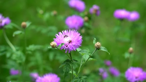 Bee collecting nectar on a flower Video stock 311936018