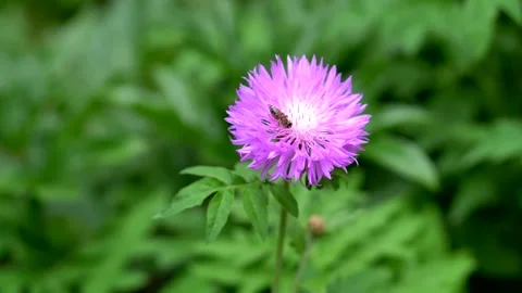 Bee collecting nectar on a flower Stock Footage 311936028