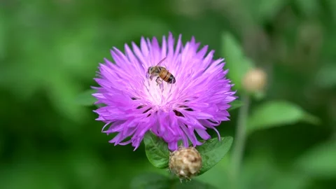 Bee collecting nectar on a flower Stock Footage 311936036