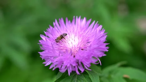 Bee collecting nectar on a flower Stock Footage 311936045