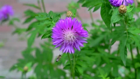 Bee collecting nectar on a flower Stock Footage 311936054