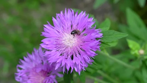 Bee collecting nectar on a flower Stock Footage 311936063