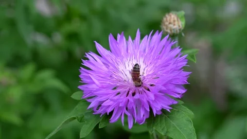 Bee collecting nectar on a flower Stock Footage 311936075