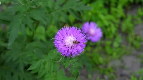 Bee collecting nectar on a flower Stock Footage 311936100