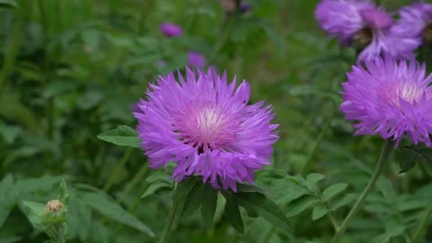 Bee collecting nectar on a flower Stock Footage 311936114