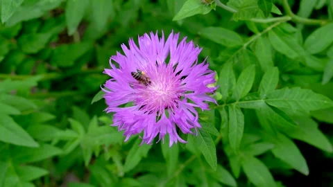 Bee collecting nectar on a flower Stock Footage 311936130