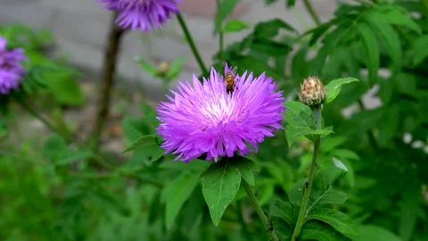 Bee collecting nectar on a flower Video stock 311936144