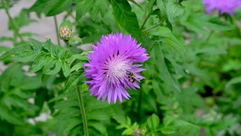 Bee collecting nectar on a flower Stock Footage 311936155