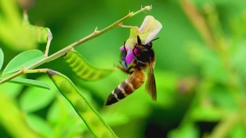 Bee collecting nectar from flower Stock Footage 322726949
