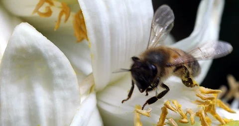 Bee Collecting Nectar From Flower To Make Honey Stock Footage 125553639
