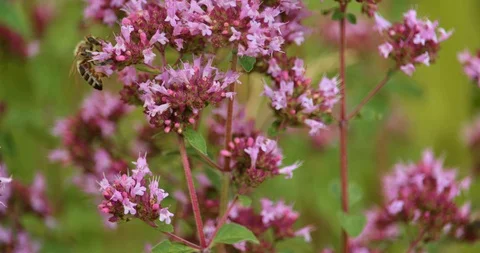 Bee collecting nectar on a flower in slow motion a macro  Stock Footage 92446831