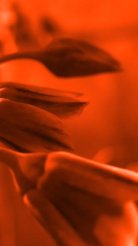 A bee collecting nectar from a flower in stunning macro close-up Stock Footage 336974626