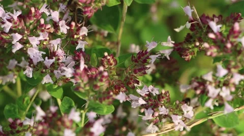 Bee collecting nectar from the flowers 2 Video stock 41695874