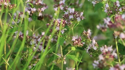 Bee collecting nectar from the flowers Video stock 41695704