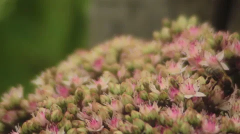 Bee Collecting Nectar from the Flowers Stock Footage 52599493