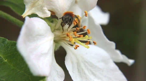 Bee collecting nectar Stock-Footage 24084741
