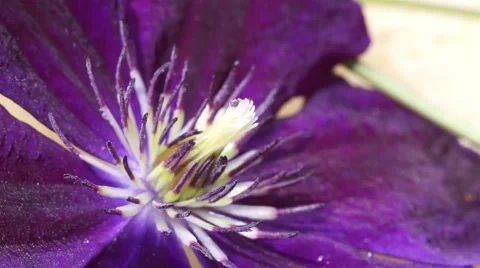 Bee collecting nectar Stock Footage 53276549