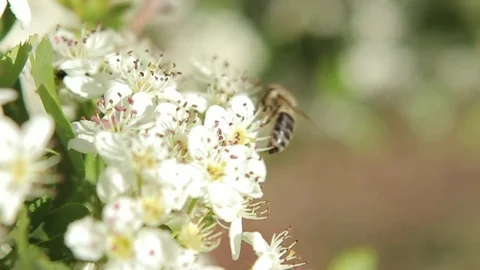 Bee collecting nectar Stock Footage 77052473
