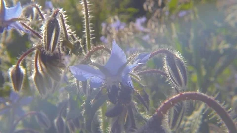 Bee collecting nectar Stock Footage 117632236