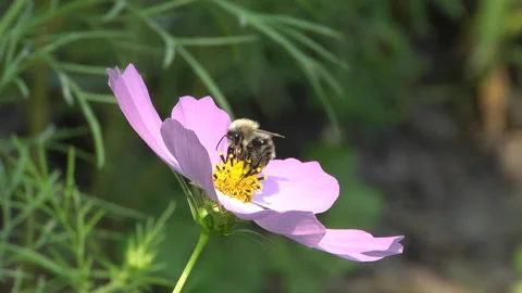A bee collecting nectar Stock Footage 120041697