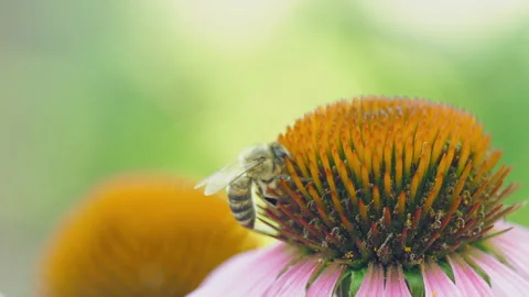 Bee collecting nectar Video stock 159987073