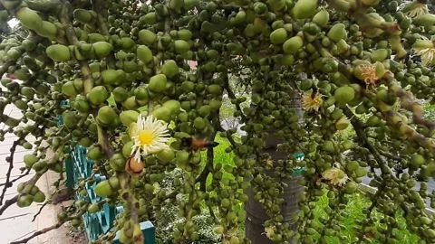 Bee Collecting Nectar Video stock 199936392