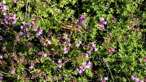 Bee collecting nectar. Stock Footage 231326212