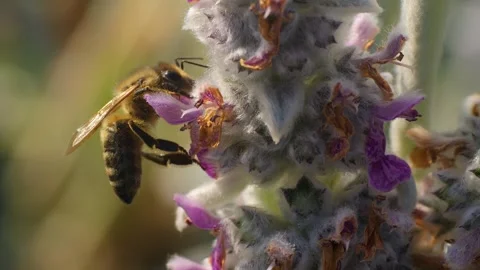 Bee collecting nectar Stock Footage 249915914