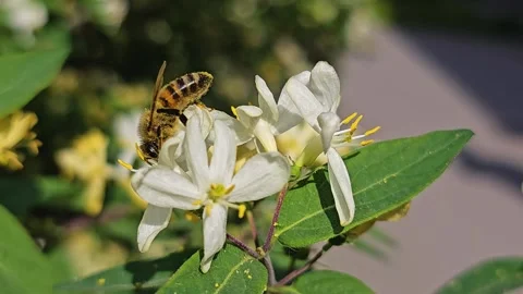 A bee collecting nectar Stock Footage 273834300