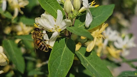  a bee collecting nectar  Stock Footage 275892686