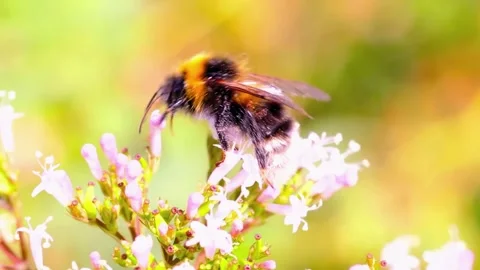 Bee Collecting Nectar Stock Footage 294402011