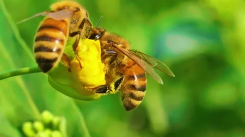  Bee Collecting Nectar Stock Footage 323143925