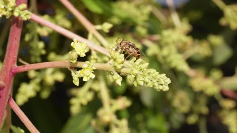 Bee Collecting Nectar 스톡 동영상 333892976