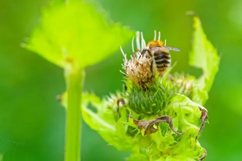 Bee collecting nectar on a green thistle flower in natural outdoor environmen Stock Photos