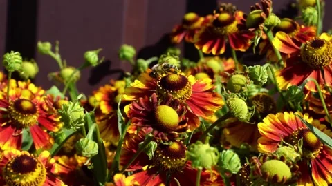 Bee collecting nectar from helenium flower Stock Footage 205261449