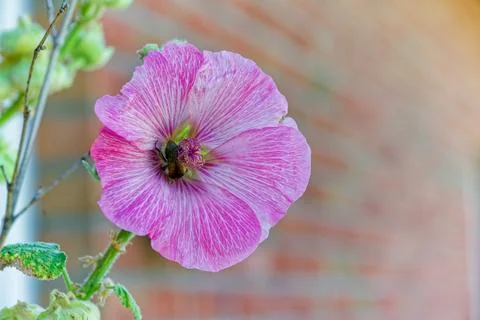 Bee collecting nectar inside pink periwinkle blossom closeup. Stock Photos