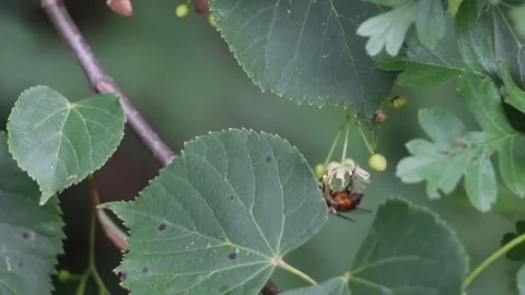 Bee Collecting Nectar on Linden Flower in Summer Nature Stock Footage 337246551