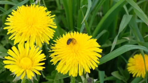 Bee collecting nectar or honey on a yellow dandelion Stock Footage 131534148