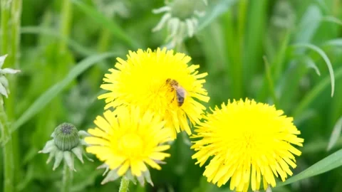 Bee collecting nectar or honey on a yellow dandelion Stock Footage 131535355
