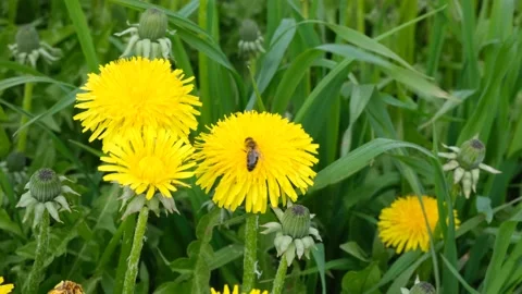 Bee collecting nectar or honey on a yellow dandelion Stock Footage 135252749