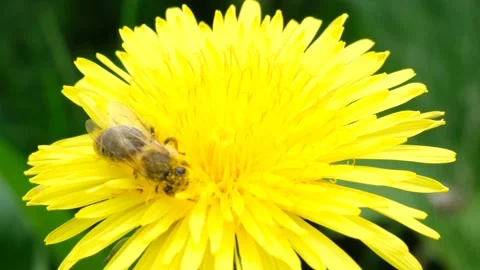 Bee collecting nectar or honey on a yellow dandelion Stock Footage 135253425