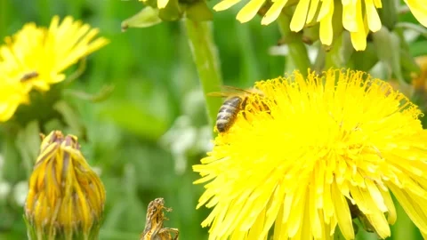 Bee collecting nectar or honey on a yellow dandelion and than fly away Stock Footage 135301880