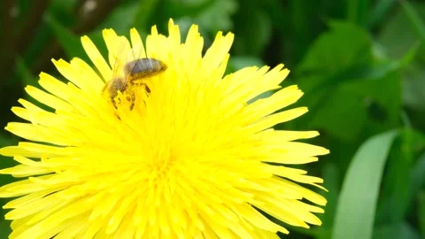 Bee collecting nectar or honey on a yellow dandelion. Close-up Stock Footage 146155804