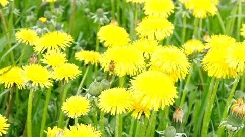 Bee collecting nectar or honey on a yellow dandelion Stock Footage 147519704