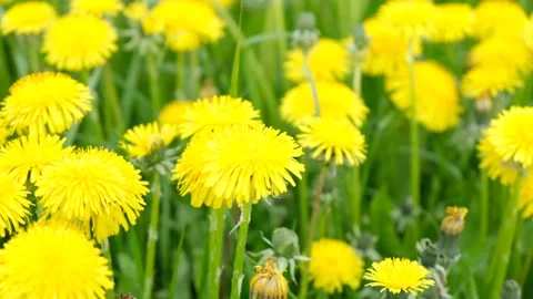 Bee collecting nectar or honey on a yellow dandelion Stock Footage 164205826