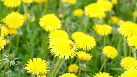 Bee collecting nectar or honey on a yellow dandelion Stock Footage 245828944