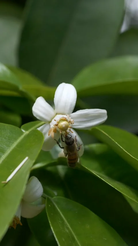 Bee collecting nectar from orange blossoms Citrus sinensis, illustrating Stock-Footage 333114091
